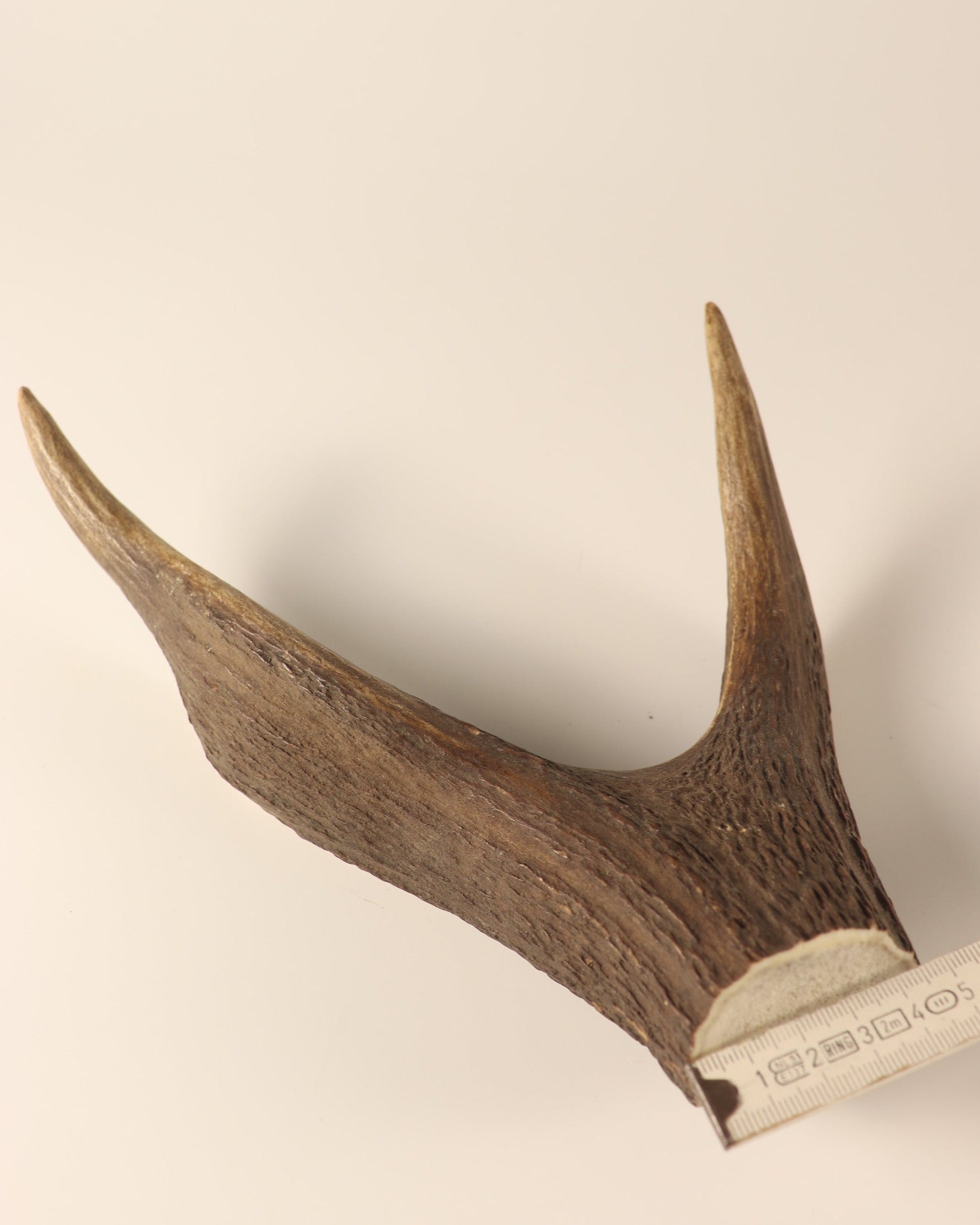 Geweih Hirschkrone