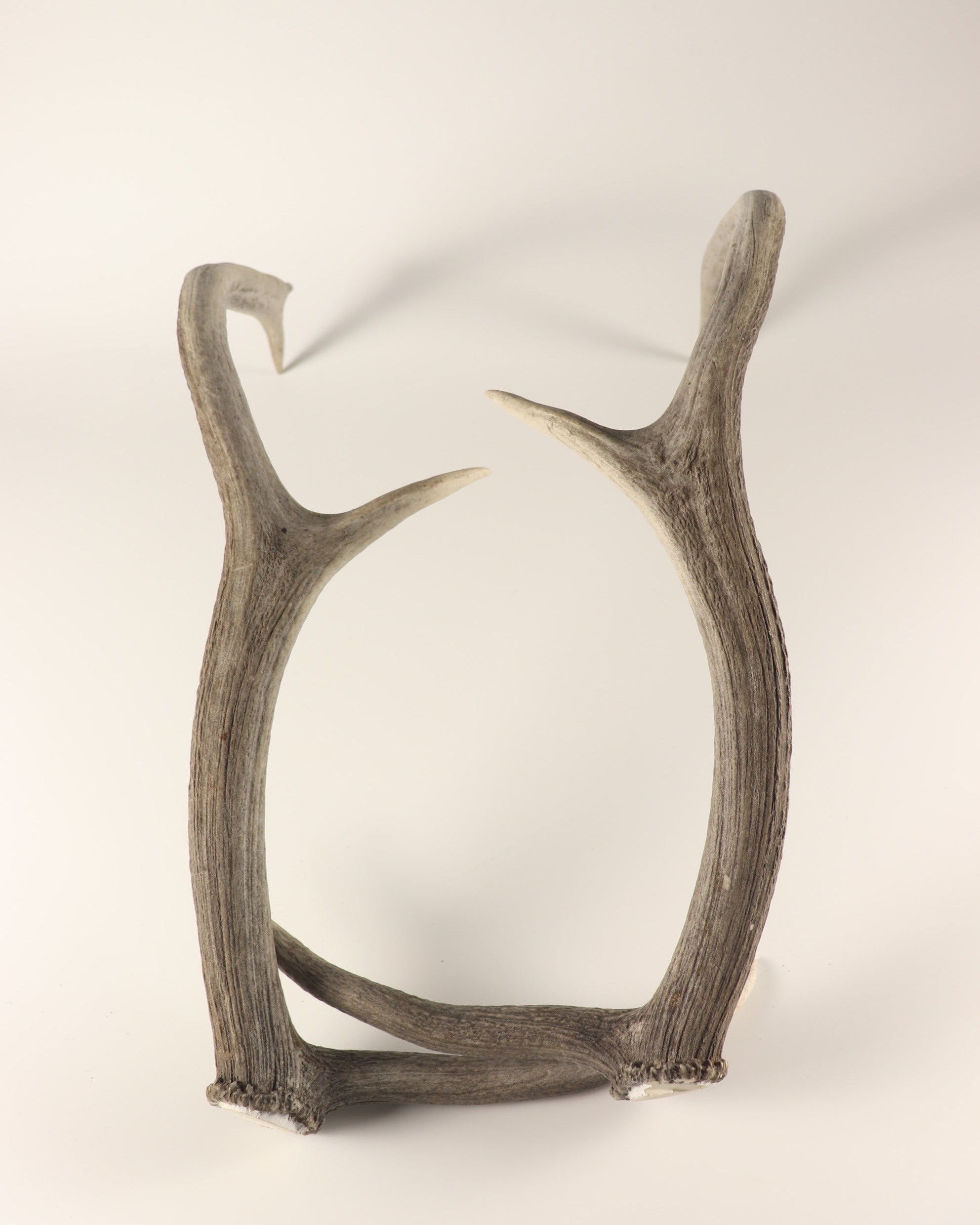 Geweih graue Hirschhorn Abwurfstangen