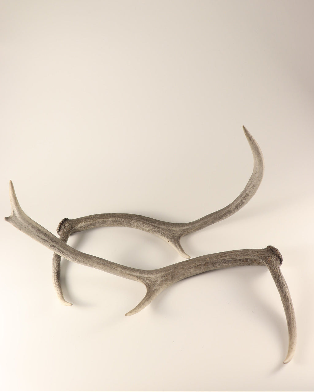 Geweih graue Hirschhorn Abwurfstangen