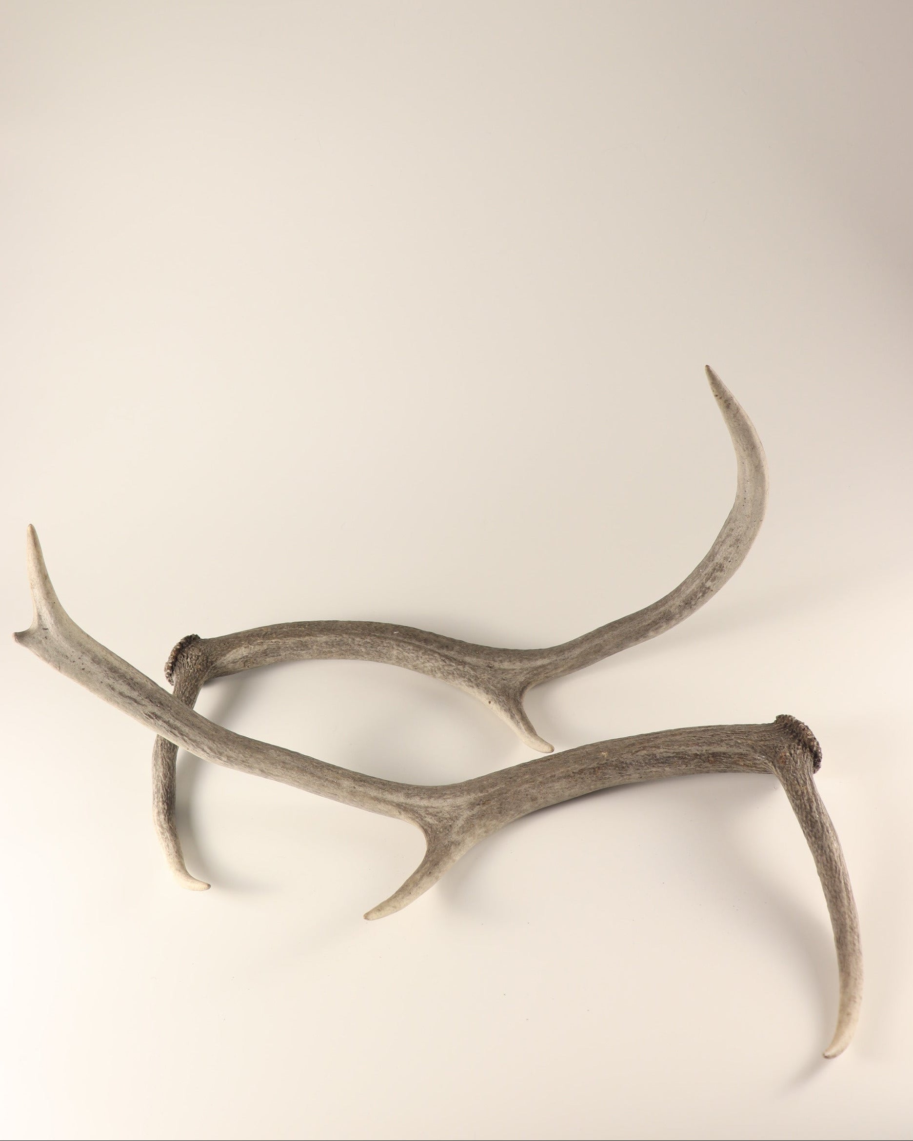 Geweih graue Hirschhorn Abwurfstangen