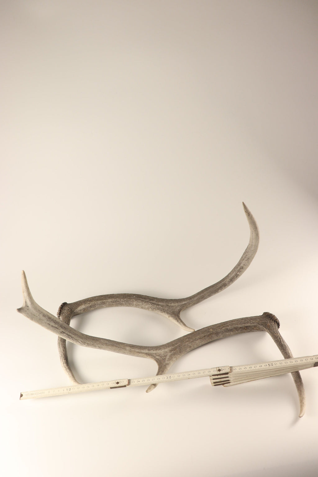 Geweih graue Hirschhorn Abwurfstangen