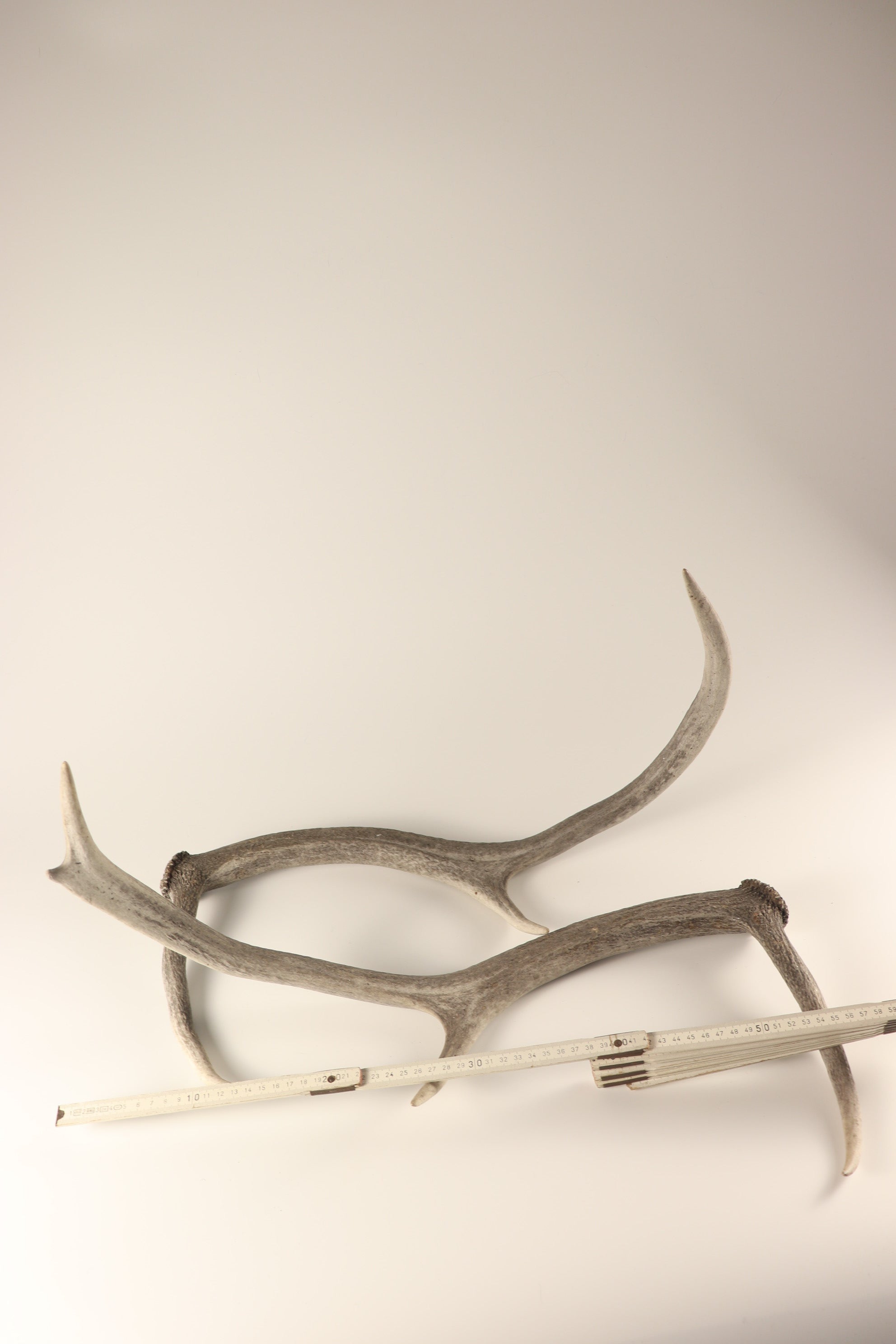 Geweih graue Hirschhorn Abwurfstangen