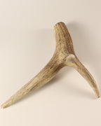 Geweih Hirschkrone