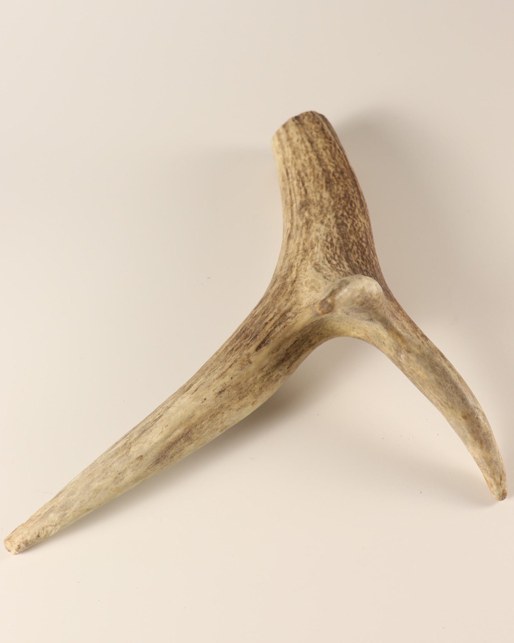 Geweih Hirschkrone