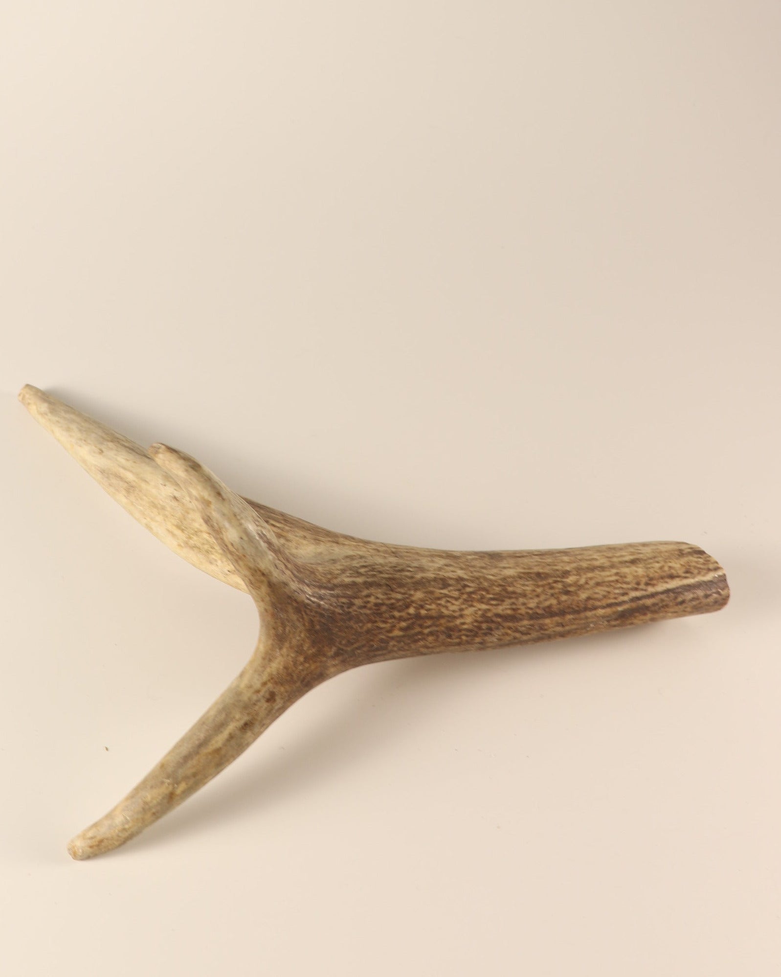 Geweih Hirschkrone