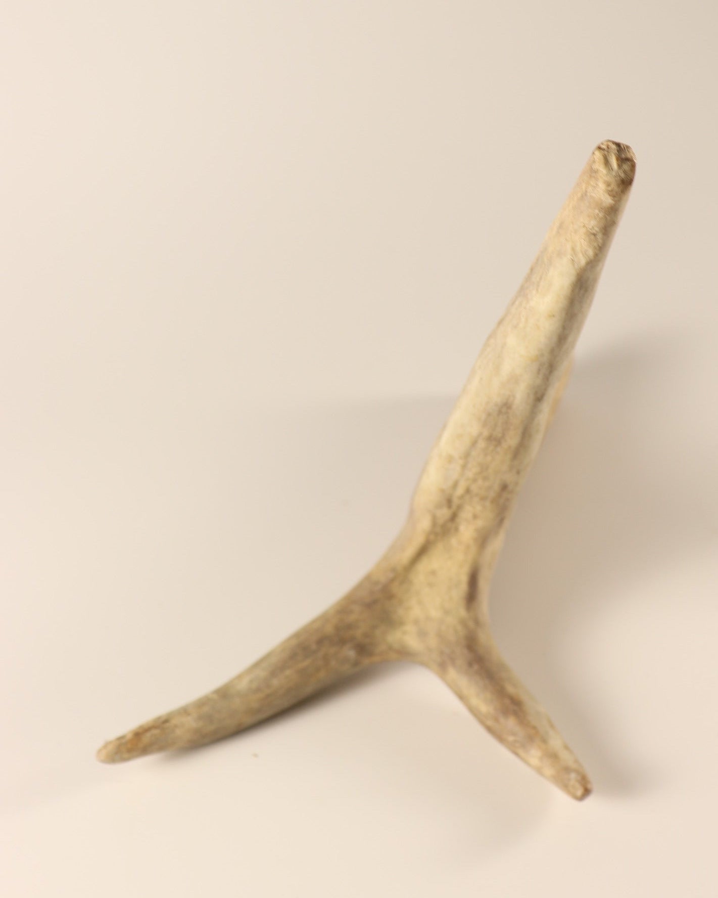 Geweih Hirschkrone