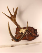 Geweih Hirsch aus Kanada