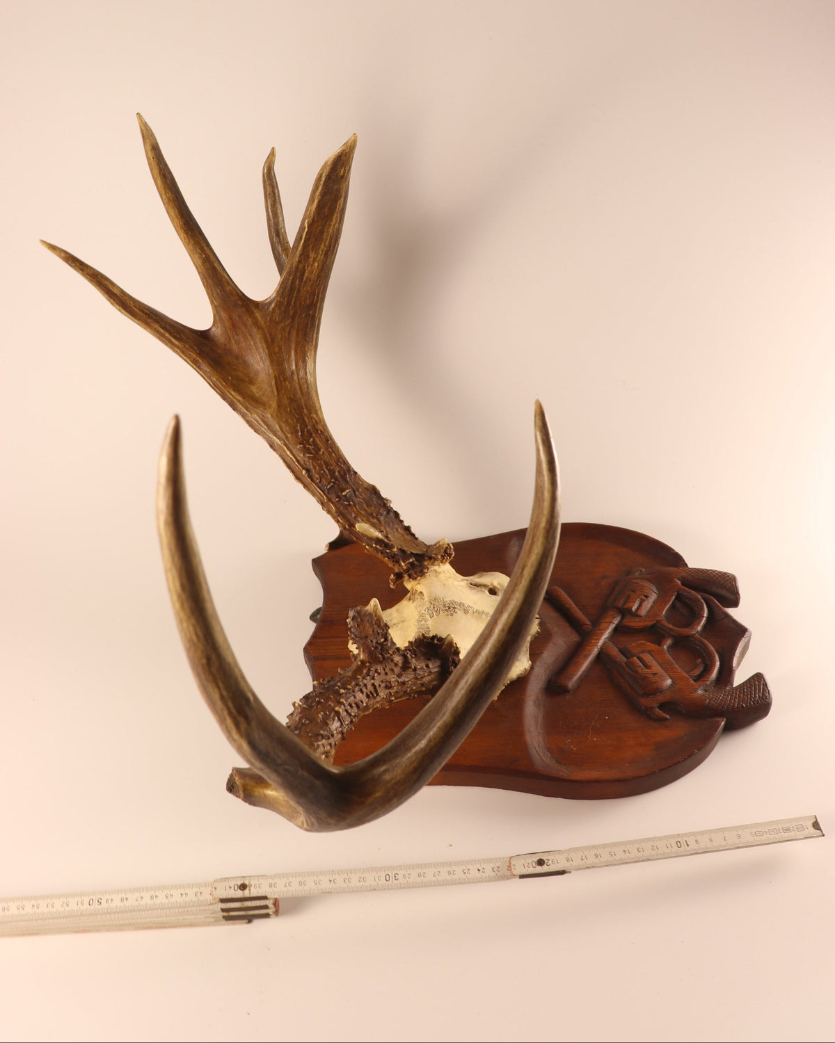 Geweih Hirsch aus Kanada