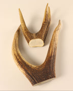 Geweih Hirschkronen