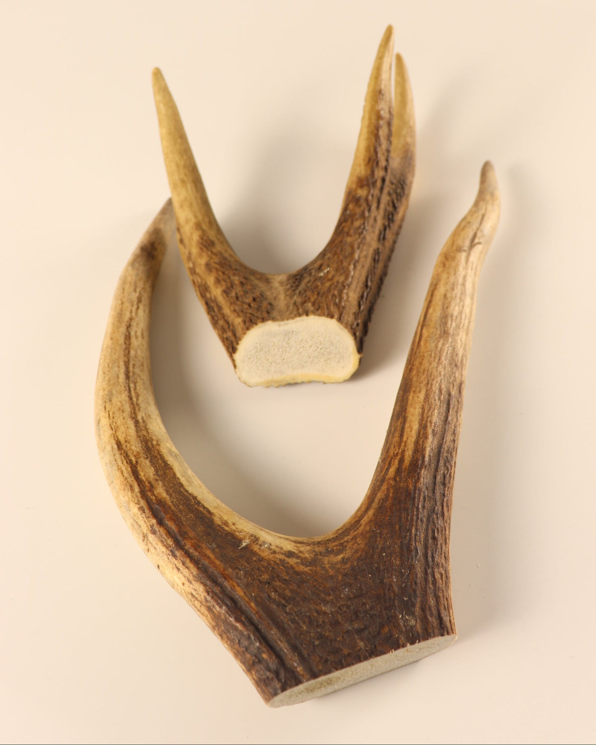 Geweih Hirschkronen