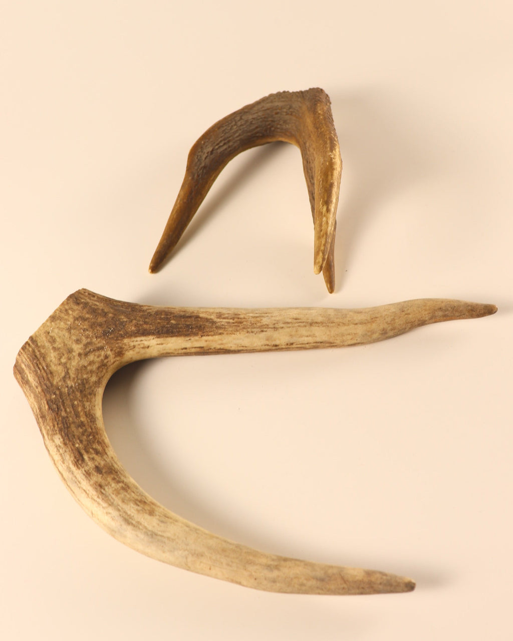 Geweih Hirschkronen