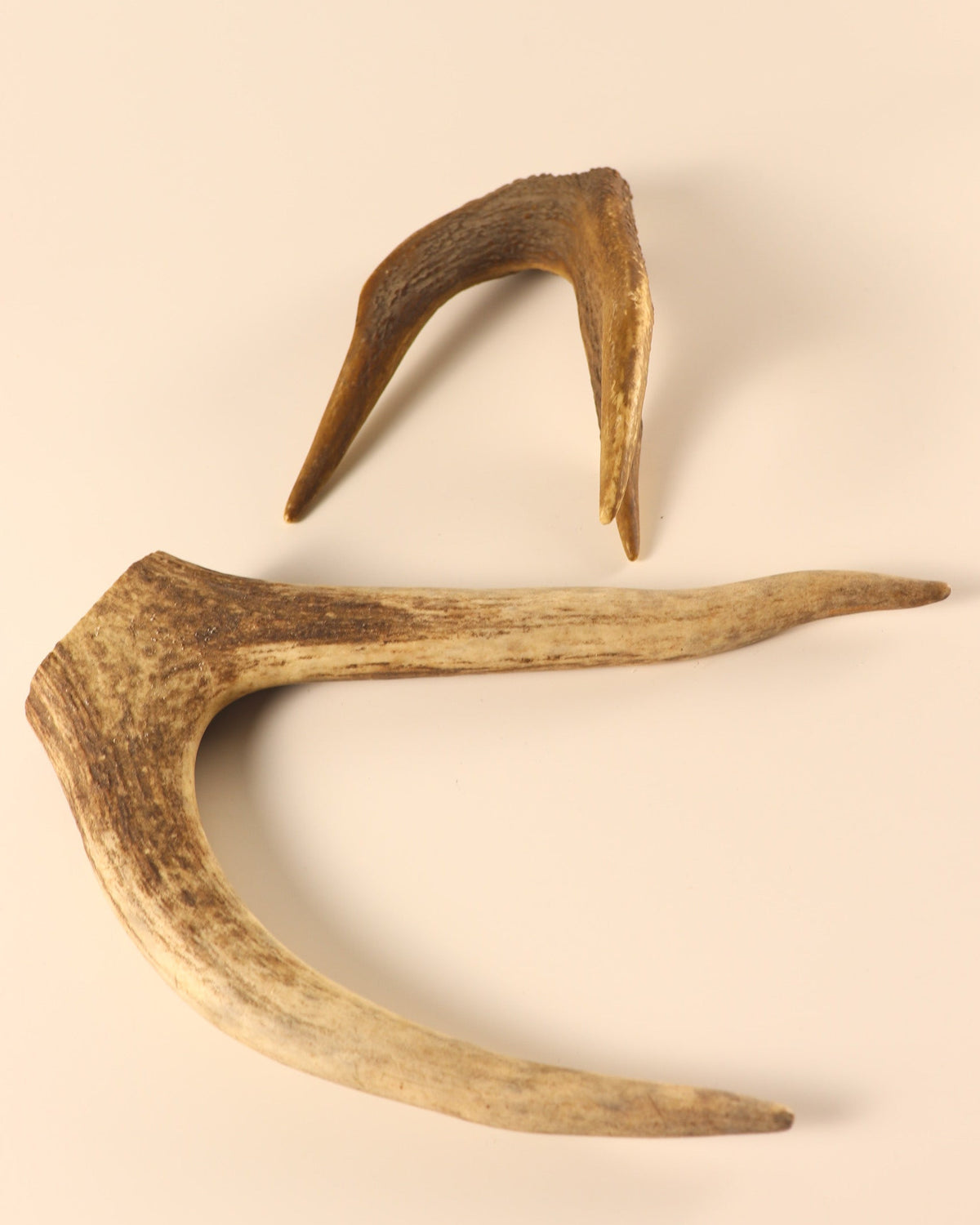 Geweih Hirschkronen