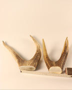 Geweih Hirschkronen