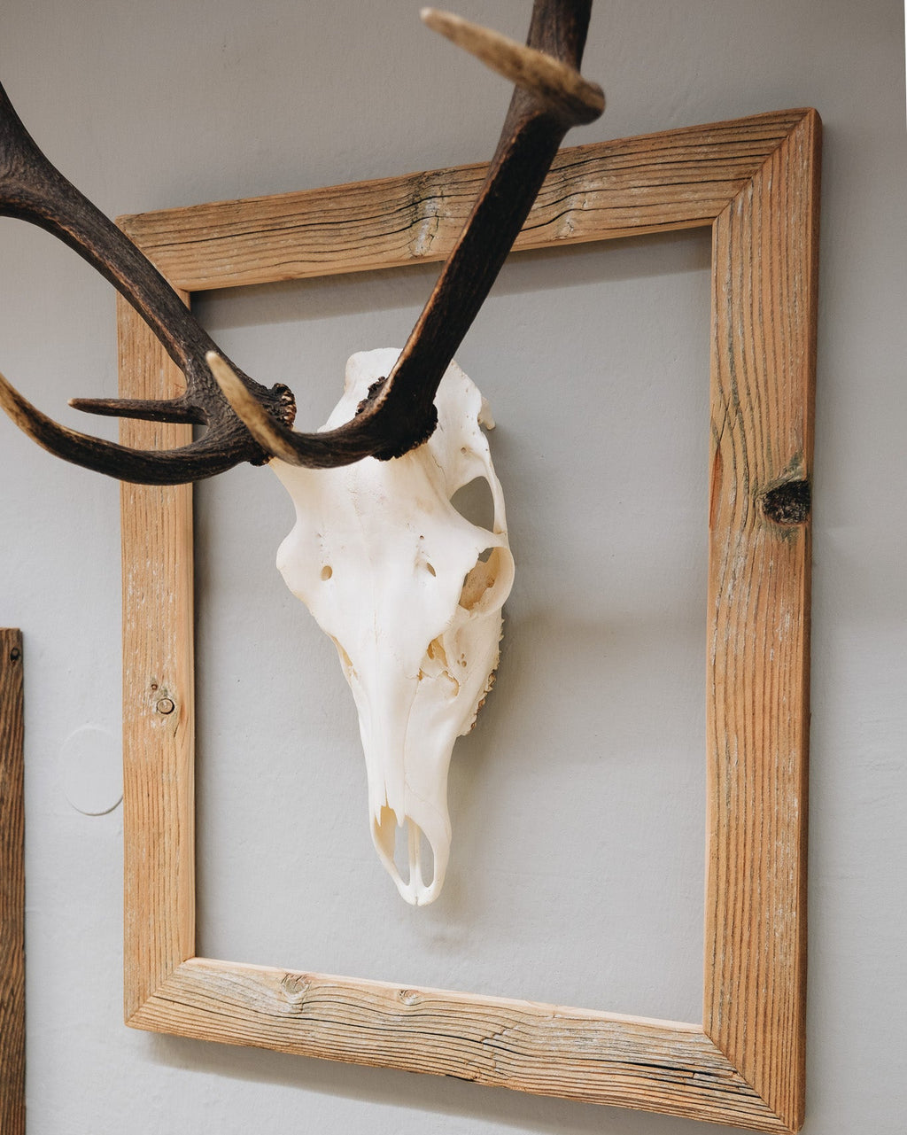 Hirsch-Trophäe im Altholzbilderrahmen