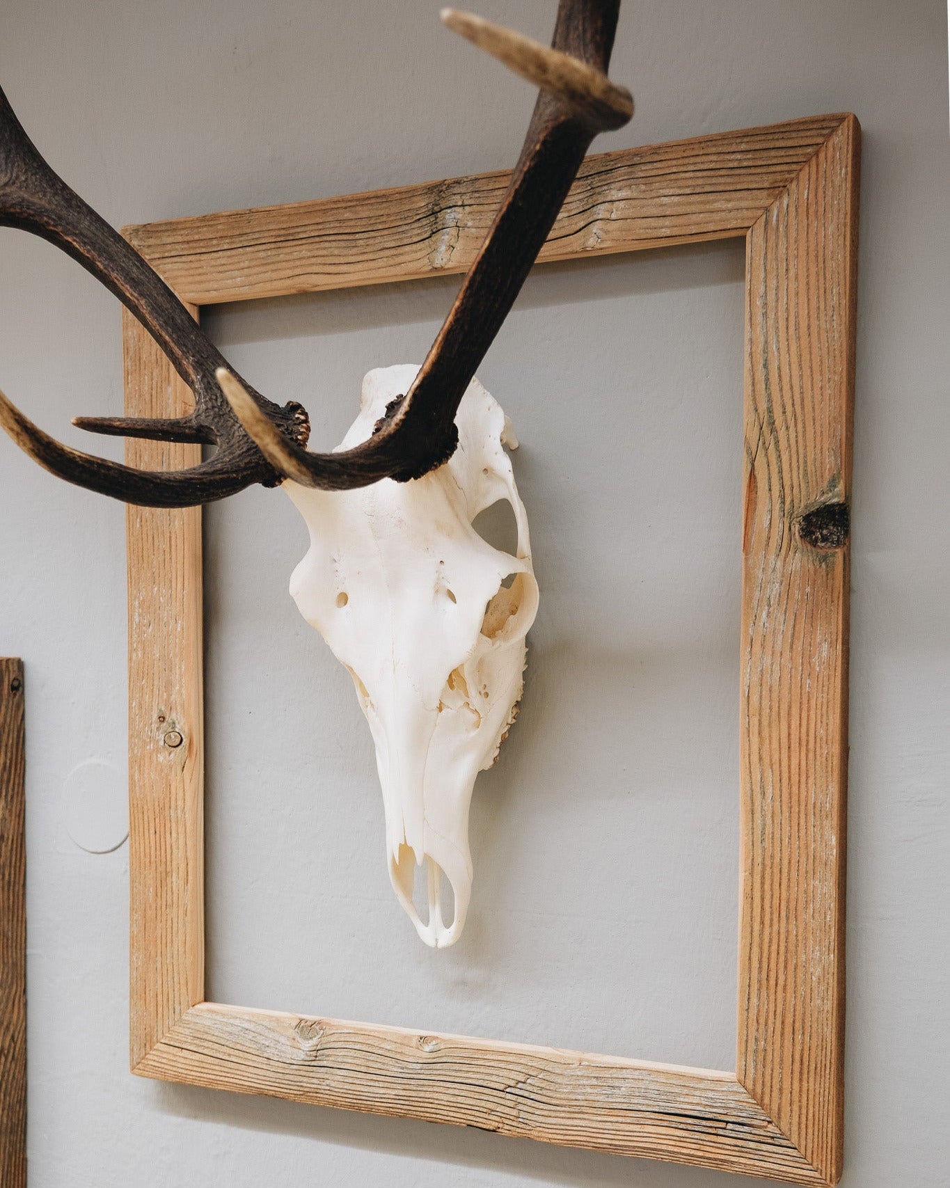 Hirsch-Trophäe im Altholzbilderrahmen