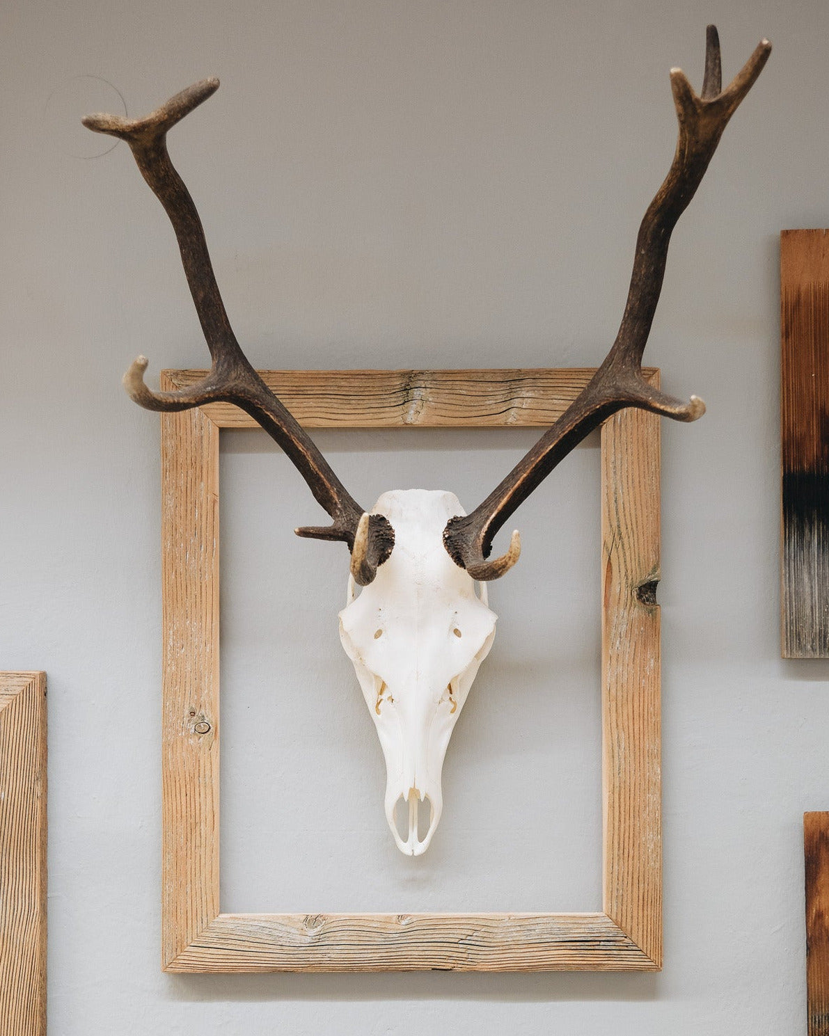 Hirsch-Trophäe im Altholzbilderrahmen