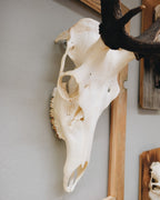 Hirsch-Trophäe im Altholzbilderrahmen