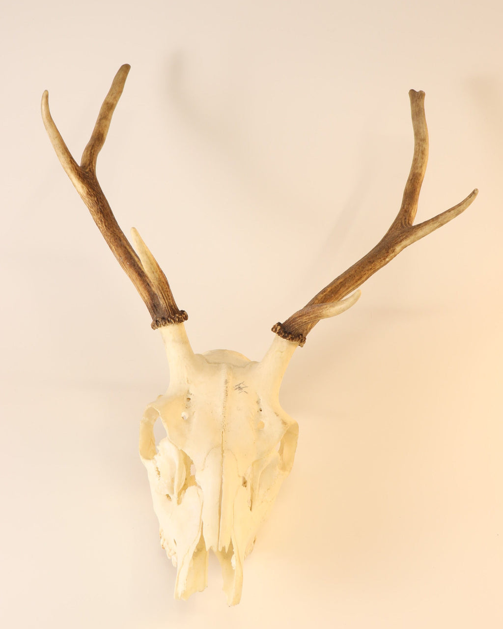 Hirsch-Trophäe