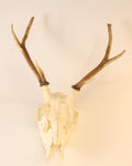 Hirsch-Trophäe
