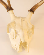 Hirsch-Trophäe
