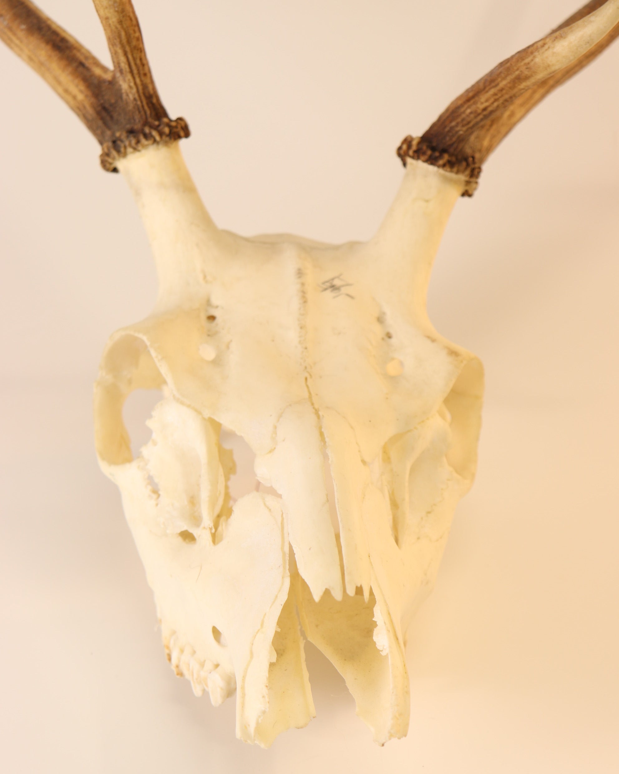 Hirsch-Trophäe