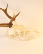 Hirsch-Trophäe
