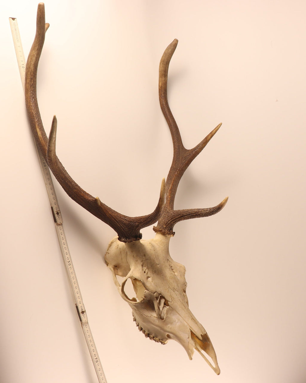 Hirsch-Geweih