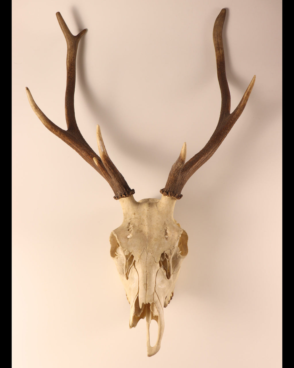 Hirsch-Geweih