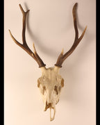 Hirsch-Geweih