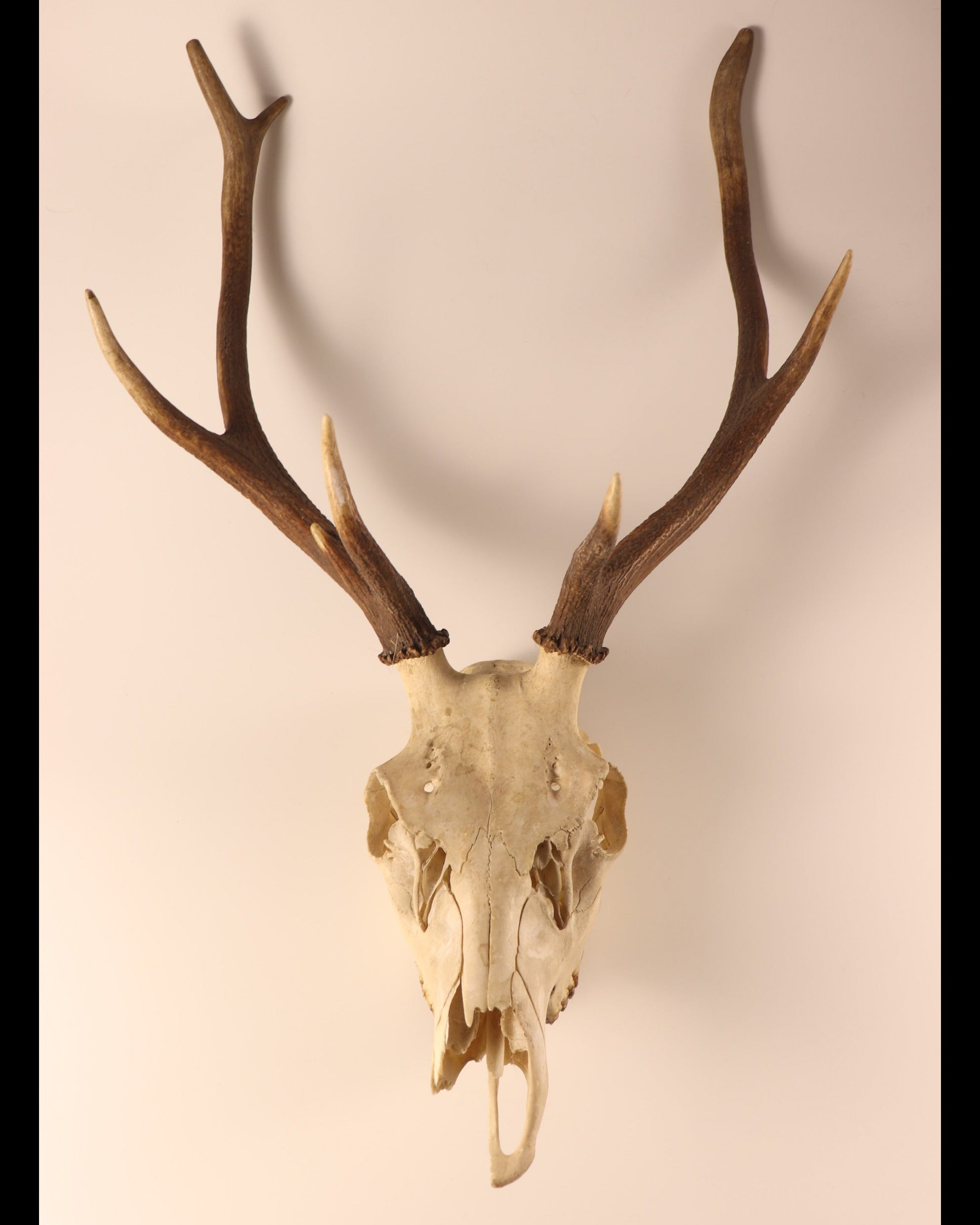 Hirsch-Geweih