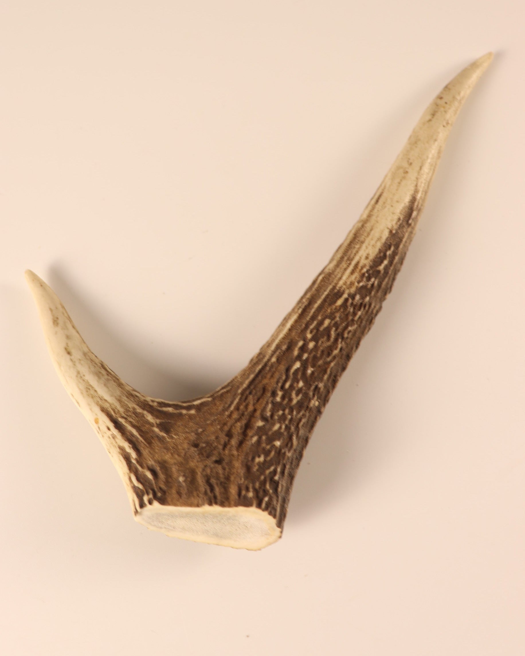 Hirschkrone