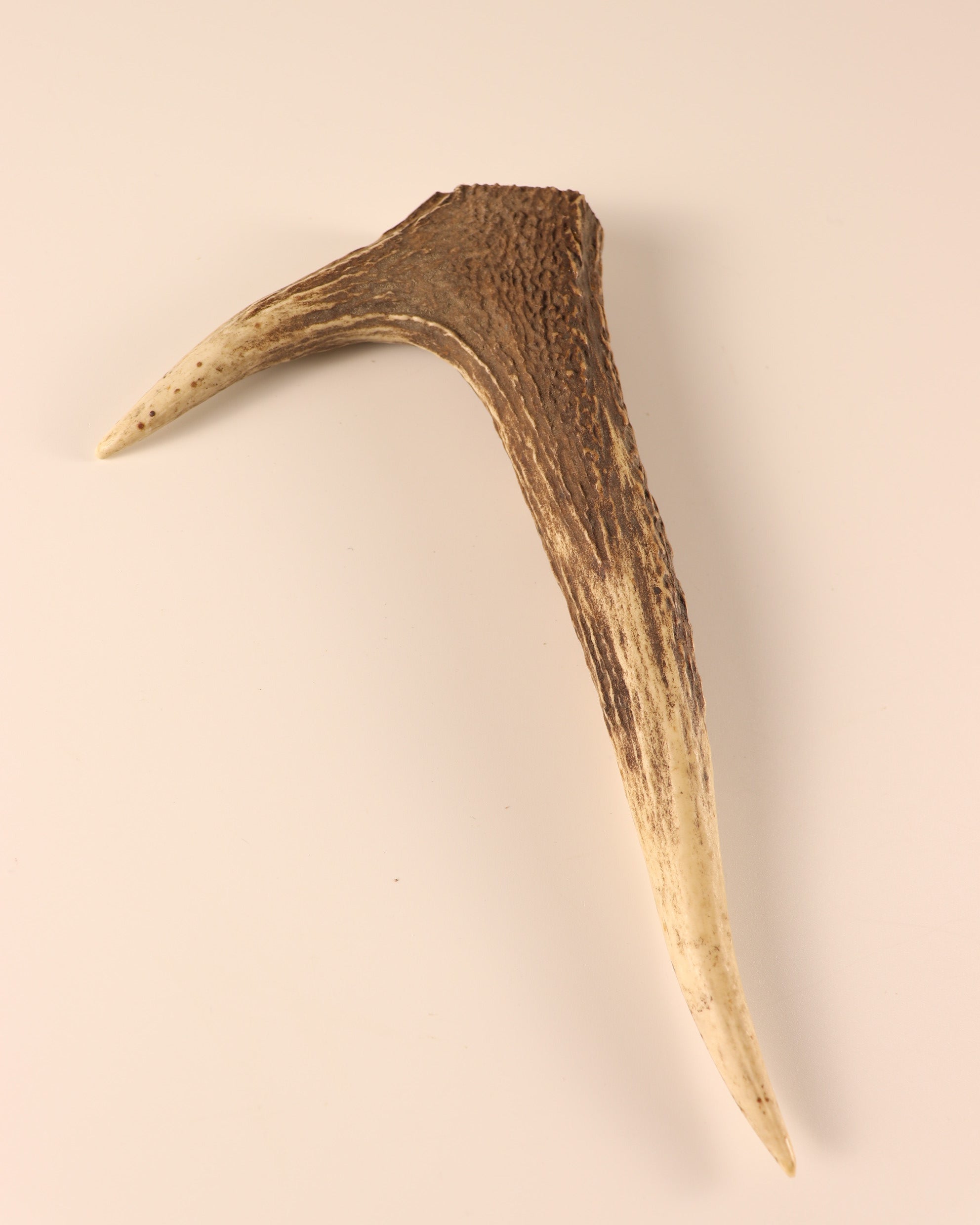 Hirschkrone