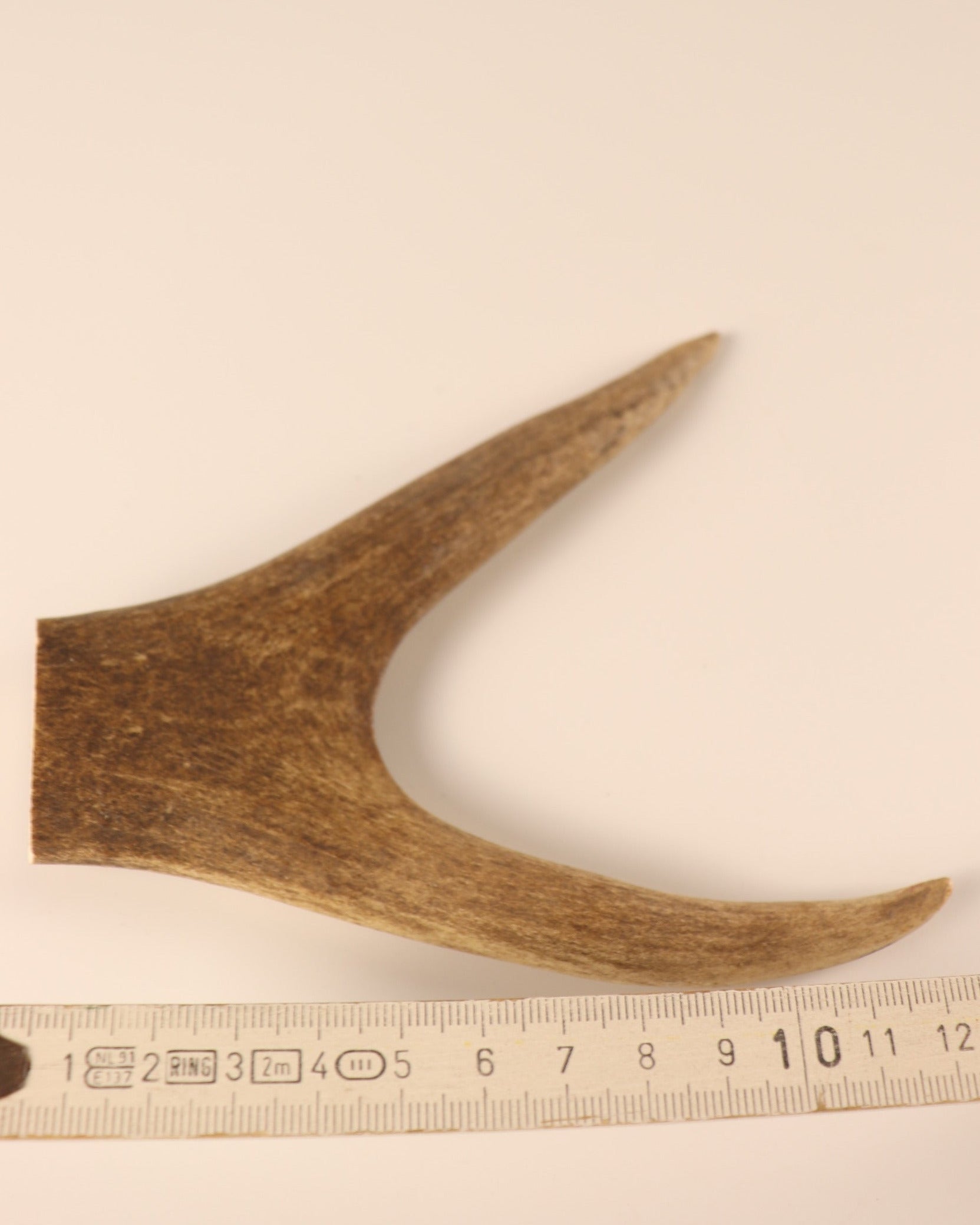 Hirschkrone