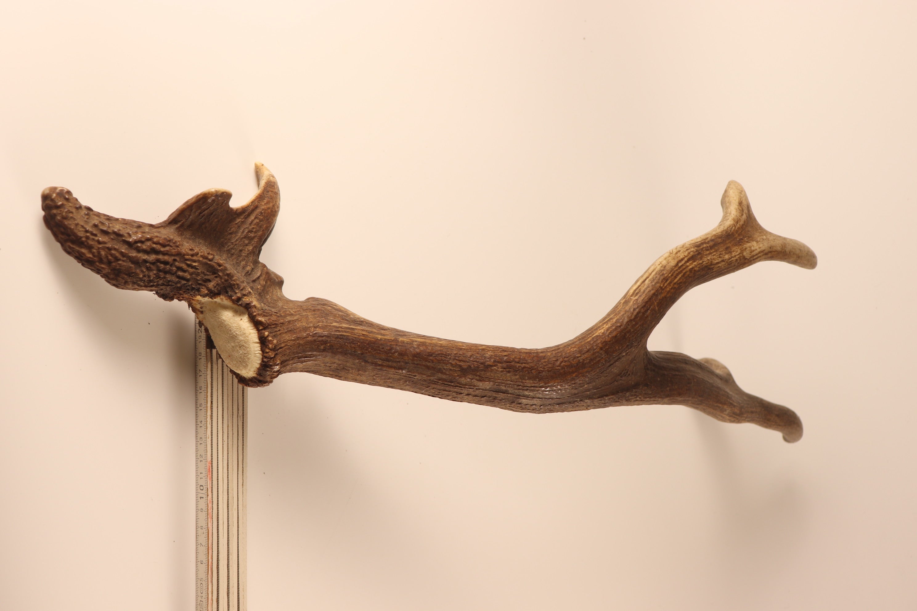 Geweih abnorme Hirschhorn Abwurfstange