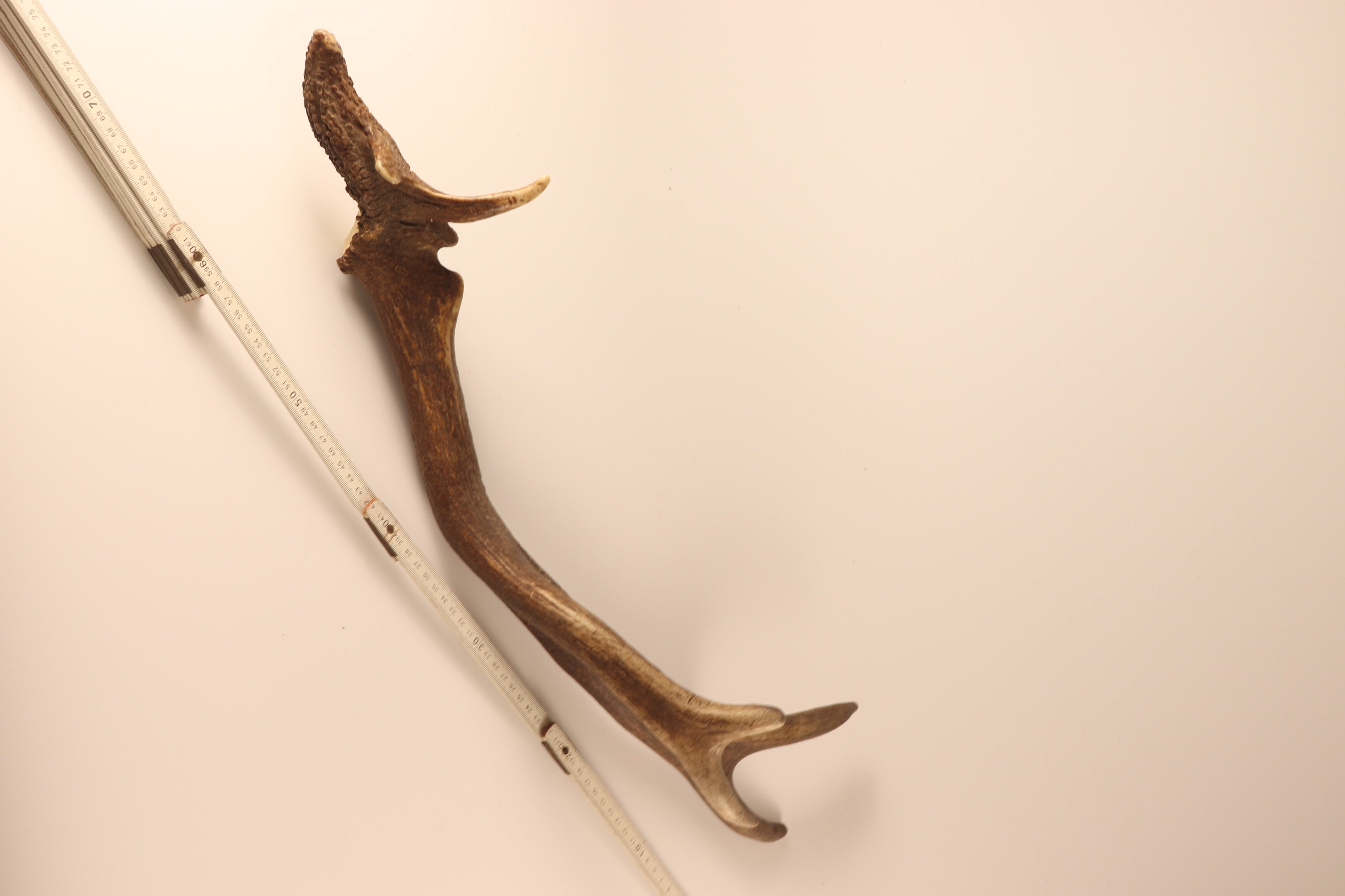 Geweih abnorme Hirschhorn Abwurfstange