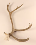 Geweih Karibu Rentier Horn