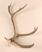 Geweih Karibu Rentier Horn