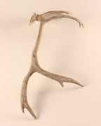 Geweih Karibu Rentier Horn