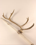 Geweih Karibu Rentier Horn