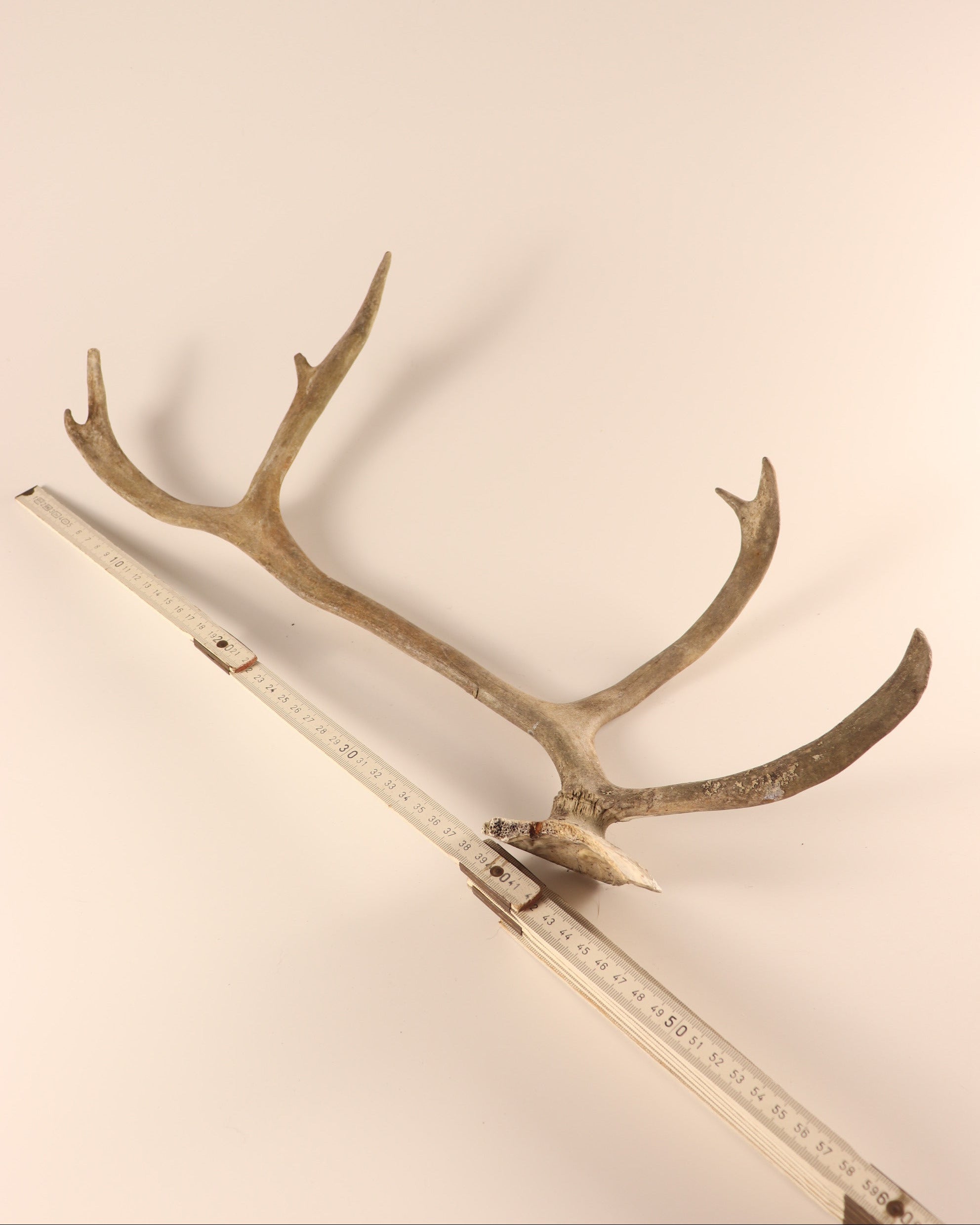 Geweih Karibu Rentier Horn