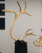 Karibu Geweihstange in schwarzer Bodenvase