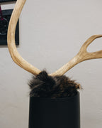 Karibu Geweihstange in schwarzer Bodenvase