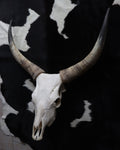 Longhorn Kuhschädel