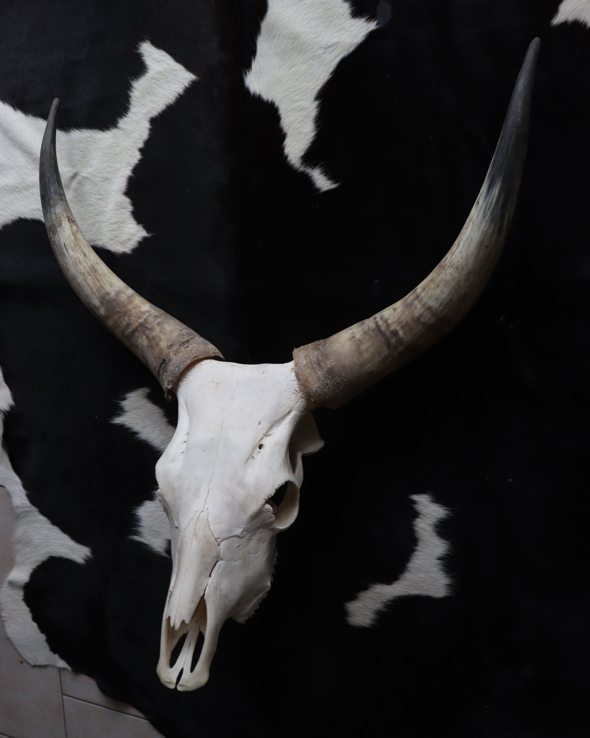 Longhorn Kuhschädel