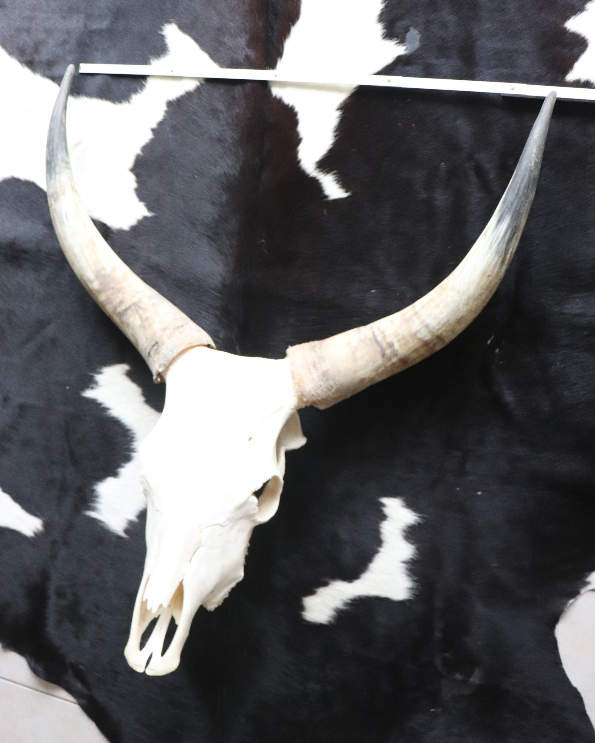 Longhorn Kuhschädel