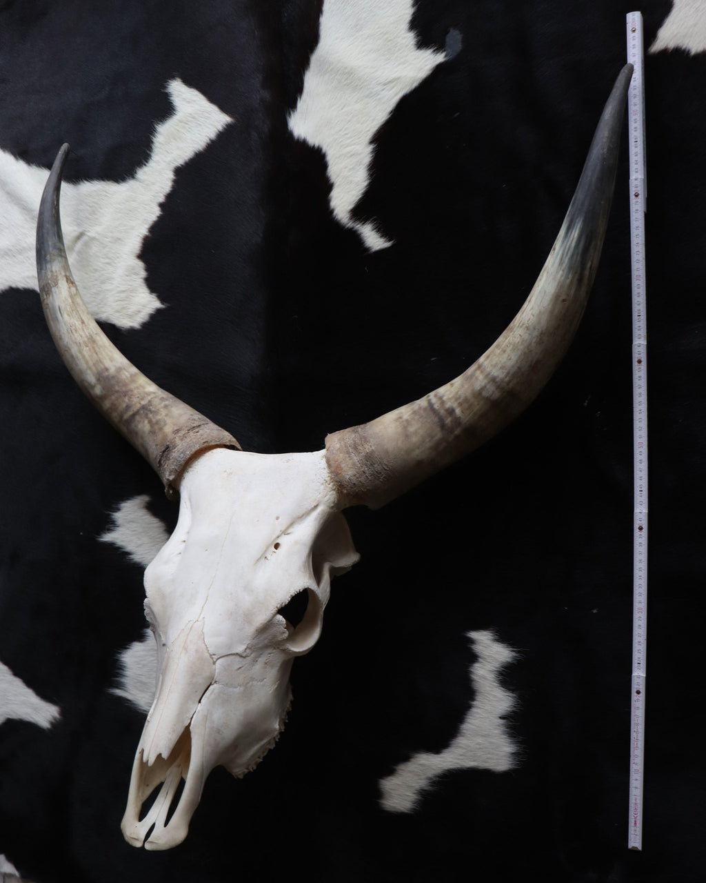 Longhorn Kuhschädel