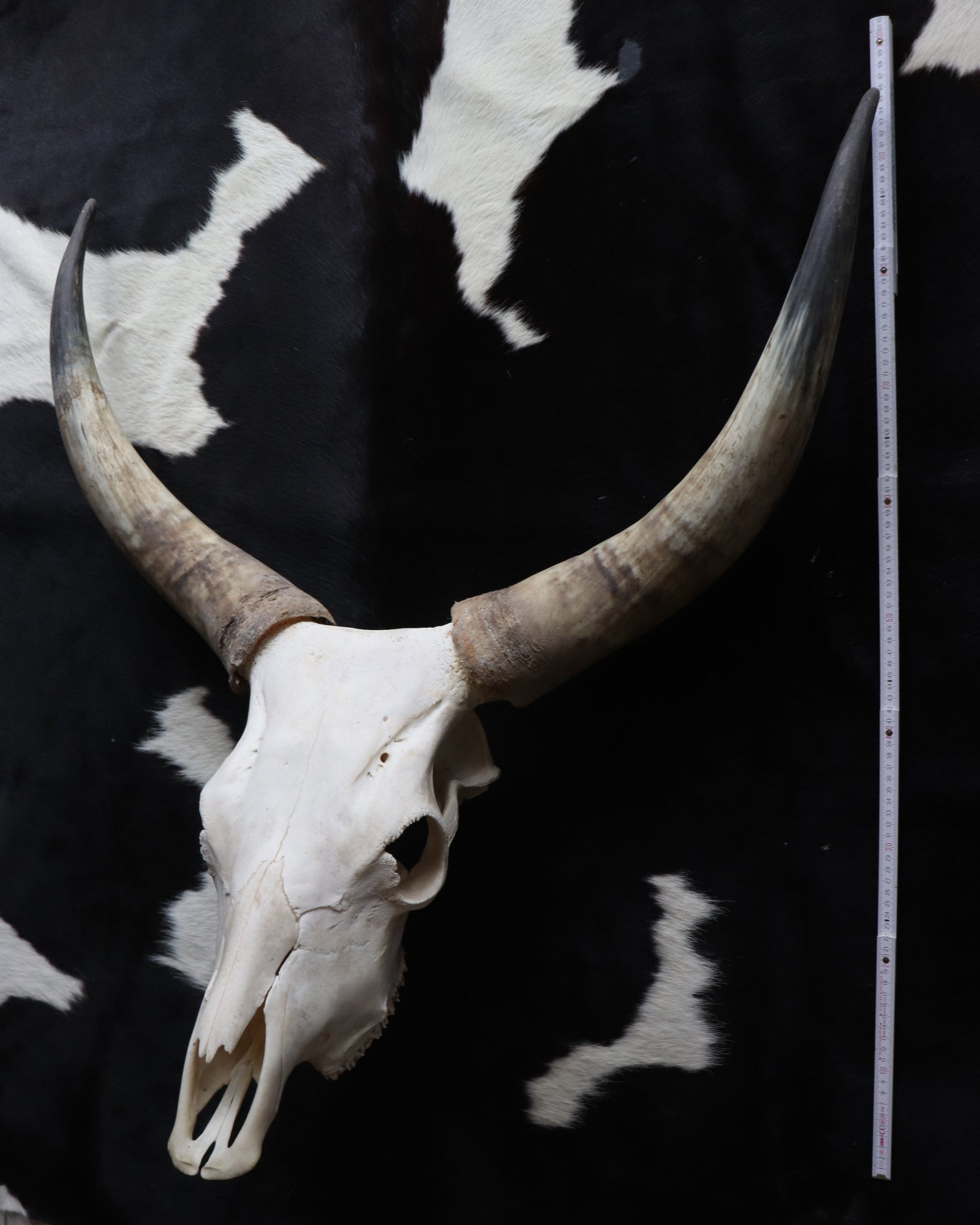 Longhorn Kuhschädel