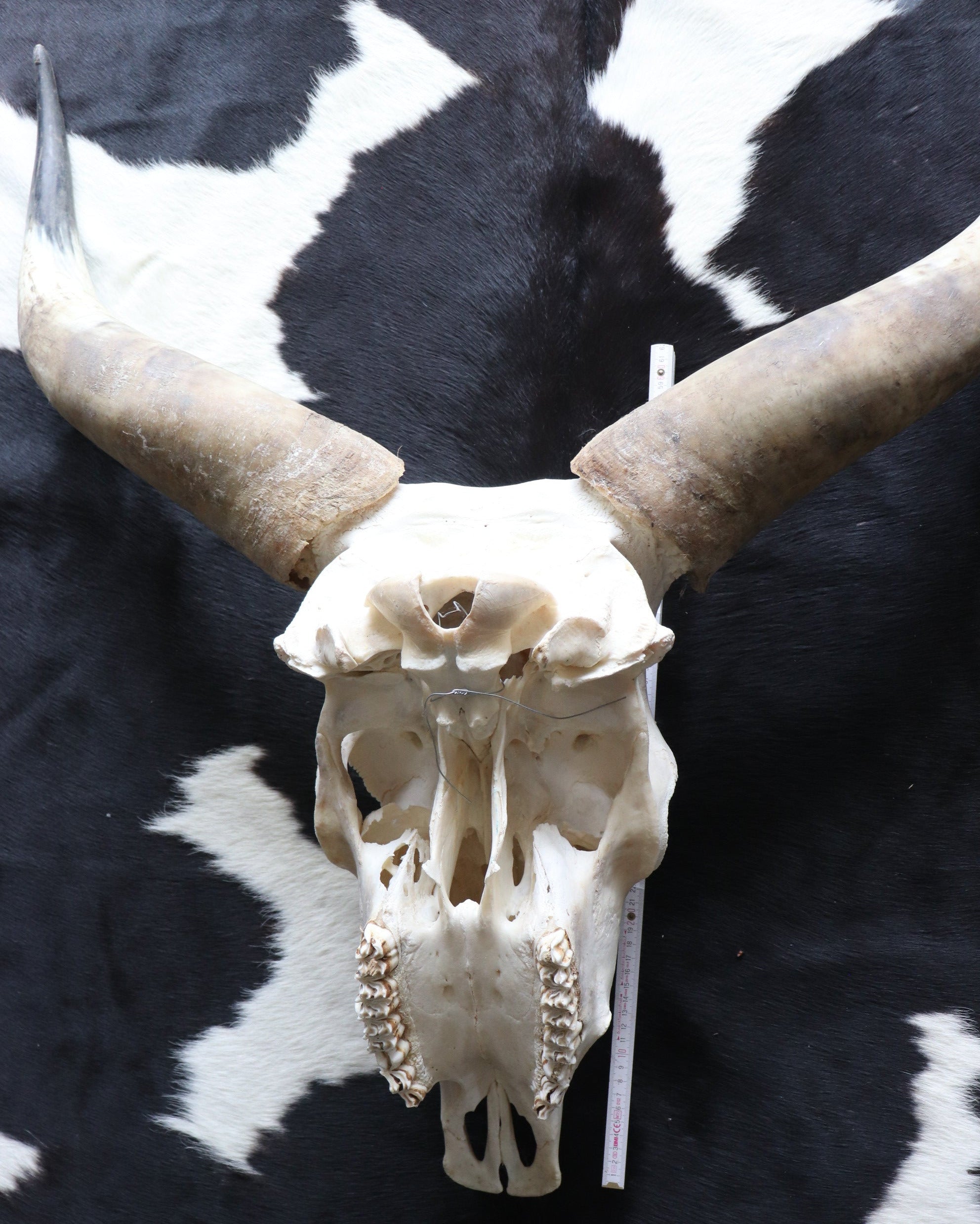 Longhorn Kuhschädel