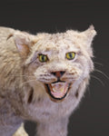 Luchs Präparat aus Kanada