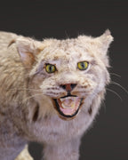 Luchs Präparat aus Kanada
